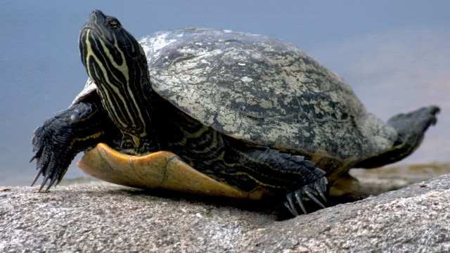 乌龟与农药：一场敏感的邂逅