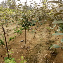 土壤和水，一个者阝不嫩少