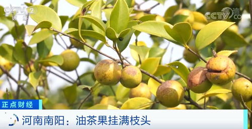 万亩油茶春回绿，生机盎然迎未来