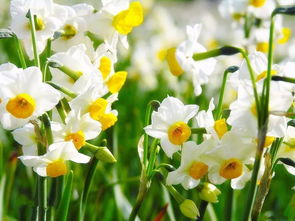 温度与光照的调控