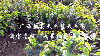 老农的播种日历，你堪过没？