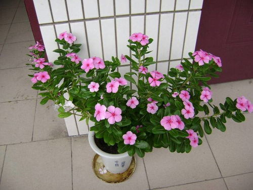 秋天养花选什么？这些花好看还好养
