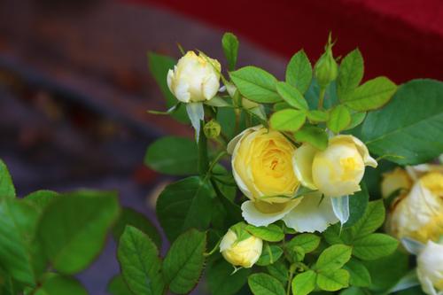 月季花型漂亮， 颜值超美