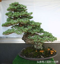 松树盆景——活力十足的盆景松树