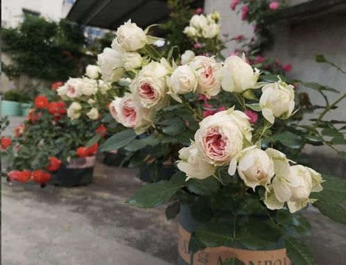 花多多2号：全面营养的“大补丸”