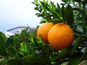 夏橙成熟季节是哪个月份？购买指南看这里