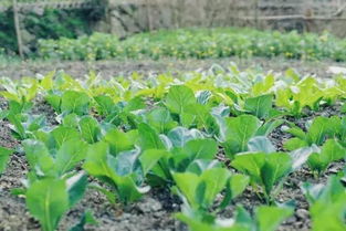 福建长汀的经验告诉我们：