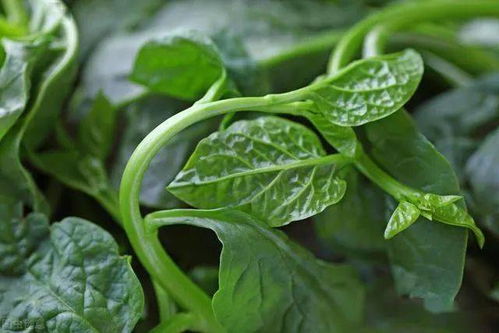 一、 木耳菜：绿色蔬菜，生长快，病虫害少