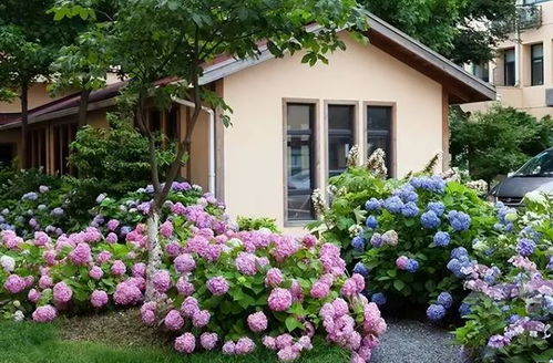 无尽夏绣球，一种花色丰富、花期长久的美丽草本植物