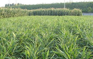 麦子叶子发黄怎么办？