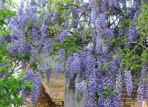 夏天紫藤修剪的重要性