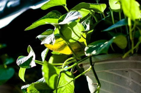 绿萝无气根扦插难生根？揭秘原因！