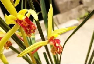 多菌灵灌根， 这事儿得讲究