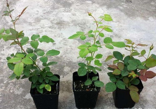 浇水也有讲究，北京式浇水口诀来了