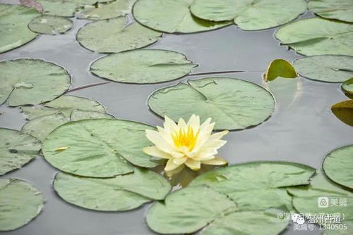 睡莲在冬天室内生长的奇妙之旅