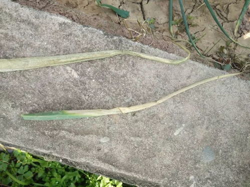 常见的葱类病害症状