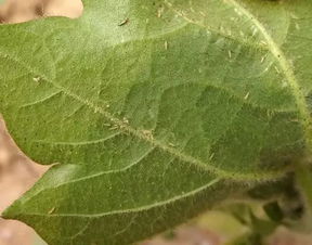 情感篇：花生锈病，你伤害了我