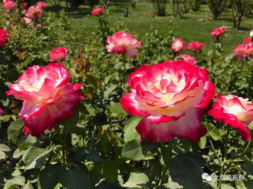 月季花的绚烂画卷