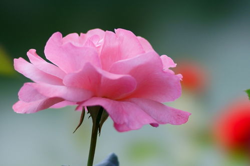 粉月季的浪漫与感激