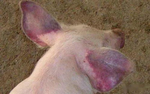 猪蓝耳病高热不退，老兽医中药秘方有效吗？