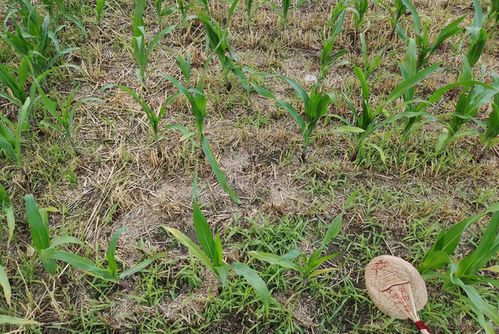 炎炎夏日杂草丛生，我们该怎么办？