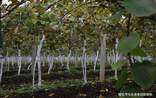 猕猴桃树怎么栽种和管理，需要注意哪些关键步骤和技巧