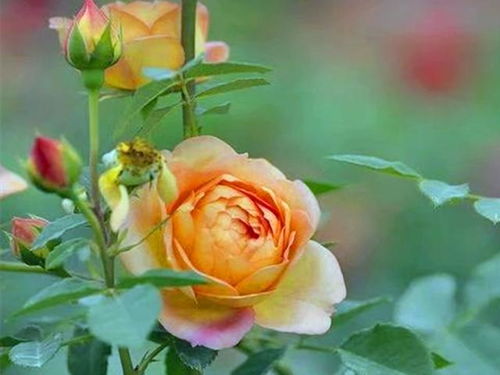 遮阴降温， 月季花的夏日呵护