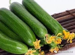 十月份，这些蔬菜Zui适合种植