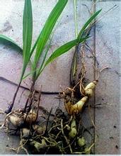 白芨种子价格及种植成本解析：每亩所需种子量一览