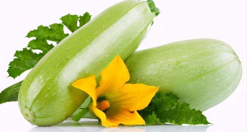 西葫芦：阳光爱好者的阳台之选