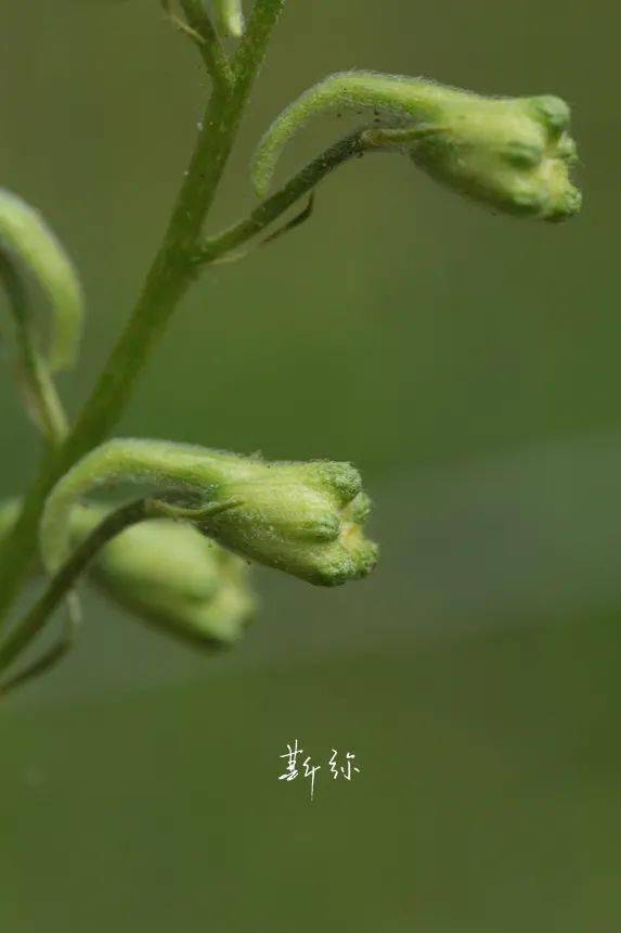 虫害防治，薄荷草来帮忙