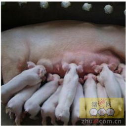 仔猪初乳，仔猪成长关键