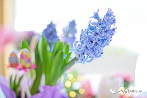 黄色风信子的花语是传递阳光与喜悦的花海