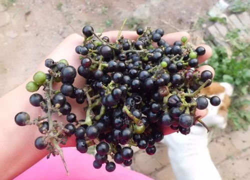 醒种：立春当日的溪水浸泡