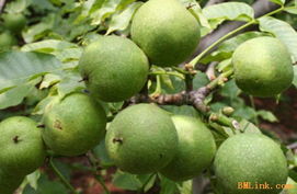 管理的重要性：满足市场需求， 提高核桃质量