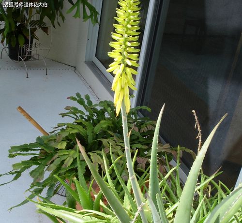 大叶琴叶榕种植时如何避免黄叶，并掌握正确的浇水与施肥技巧