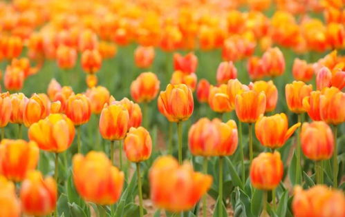 山东冬日里的花海