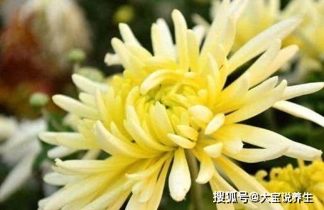 菊花之别：离别之美的花卉象征