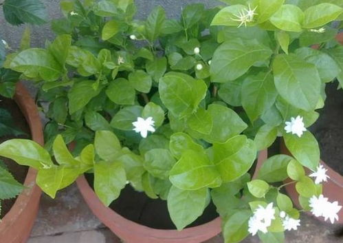“茉莉花叶黄，如何是好