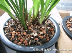 建兰种球种植，土壤选择是什么