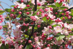 嫁接繁殖：不同品种，嫁接出新花