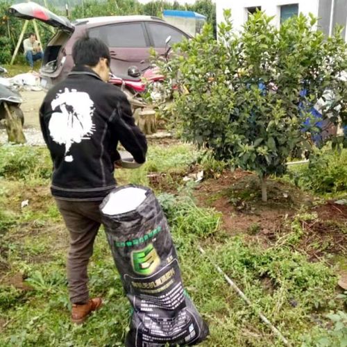 果树施肥过量：揭秘其背后的危害