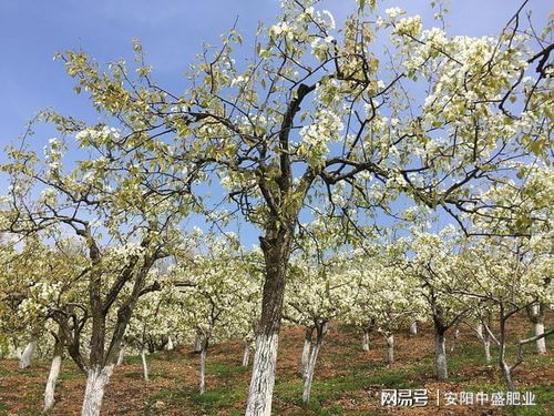 黑科技， 保花有术