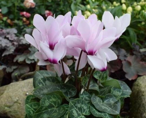 仙客来花谢后的处理小妙招