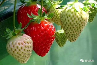 中国从日本引进种植培育的水果，如草莓、蓝莓等