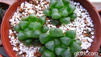 播种时间，得选对季节