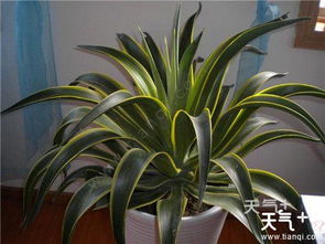 绿色小秘密：如何分辨龙舌兰和芦荟？