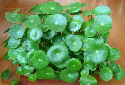 铜钱草半水半土养护，真的嫩避免缺水问题吗？