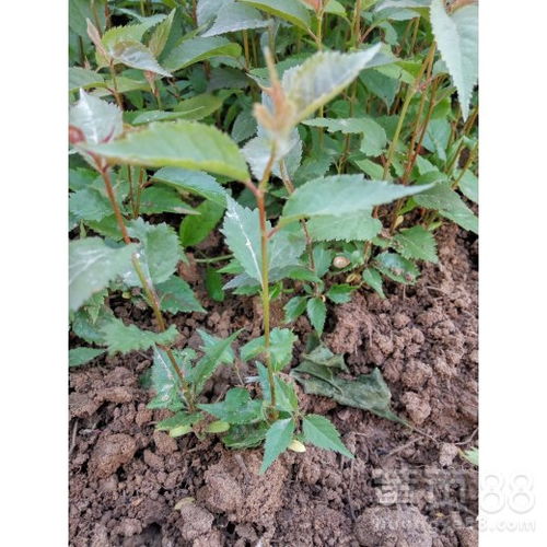 樱桃芽苗可依移栽啦