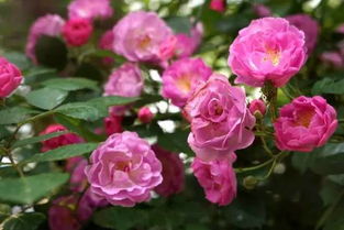 蔷薇花开了又谢，还嫩再开吗？